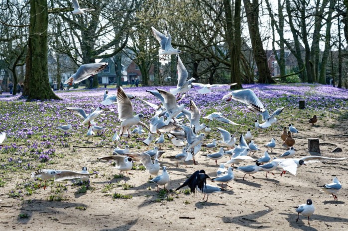 Husum - Krokusblüte im Schlosspark