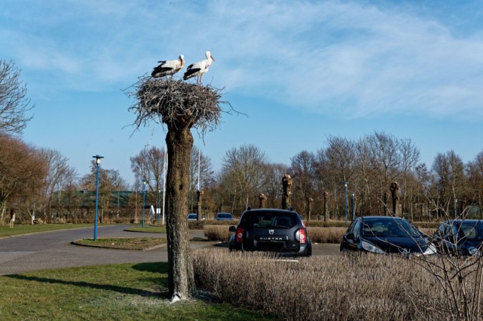 Storchennest in Sankt Peter Ording