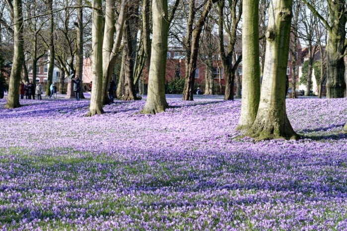 Husum - Krokusblüte im Schlosspark