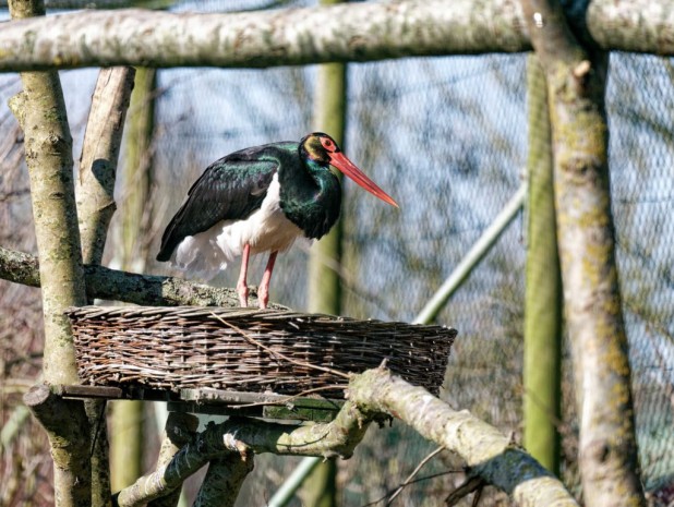 Schwarzstorch im Westküstenpark in Sankt Peter Ording