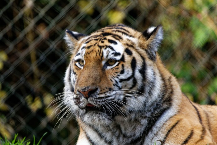 Tigerdame Maruschka Hagenbeck's Tierpark