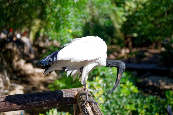 Heiliger Ibis im Palmitos Park auf Gran Kanaria
