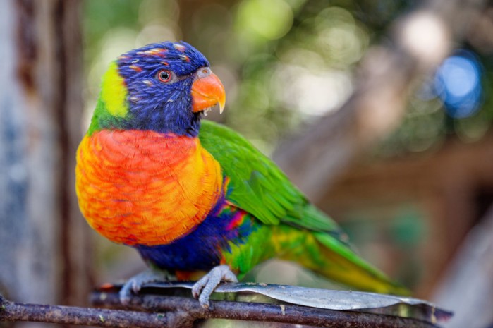 Regenbogenlori