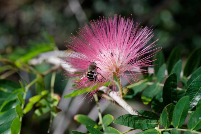 Biene auf Staubwedel (Calliandra eriophylla)