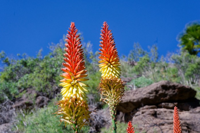 Baum-Aloe