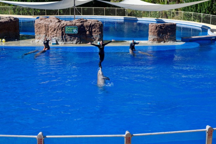 Delfinshow im Palmitos Park auf Gran Kanaria
