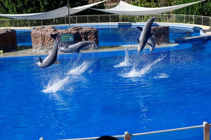 Delfinshow im Palmitos Park auf Gran Kanaria
