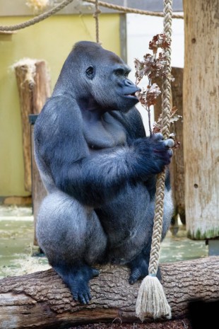 Männlicher Gorilla im Berliner Zoo