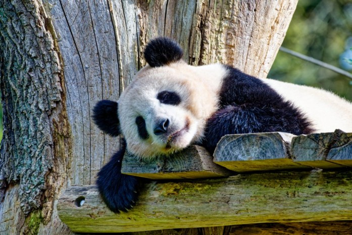 Panda im Berliner Zoo