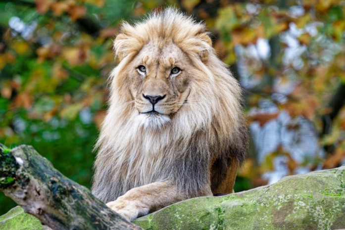 Männlicher Löwe im Berliner Zoo